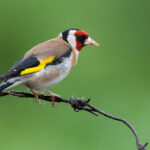 Bretagne Chardonneret